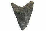 Serrated, Fossil Megalodon Tooth - South Carolina #180986-2